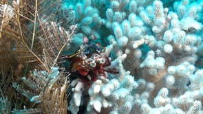 0797_Mantis shrimp on white soft coral