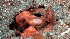 0165_Mantis shrimp spearer close up