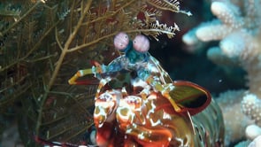 0798_Mantis shrimp on white soft coral close up