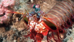 0799_Mantis shrimp moving feet