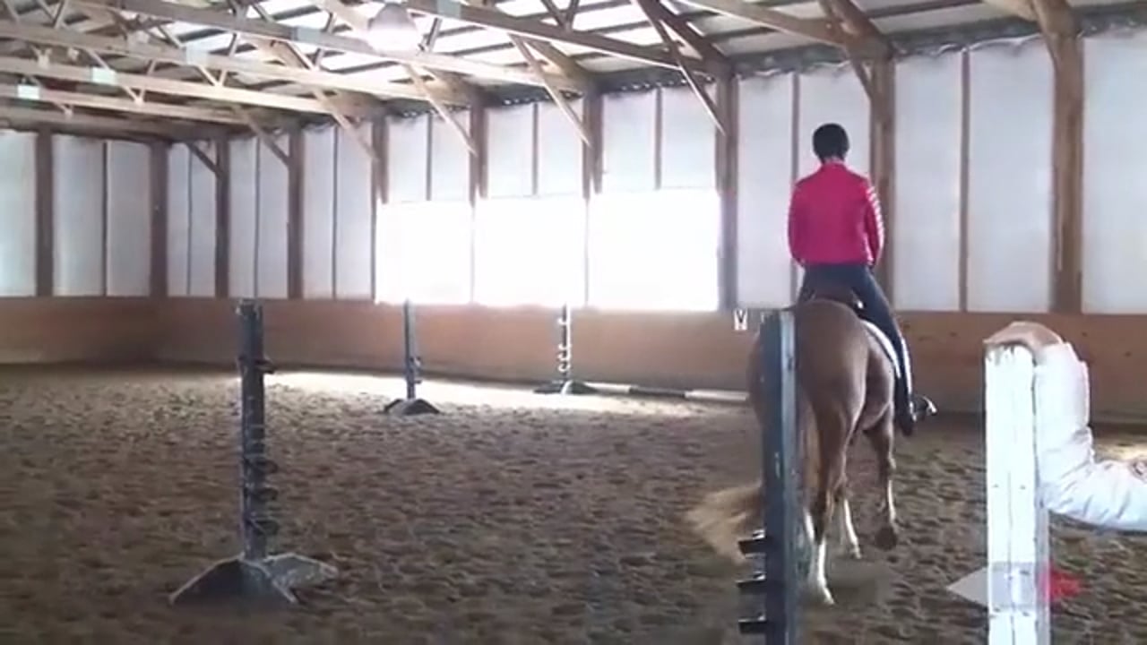 Thoughtful Riding, Flatwork & Grids | Allison Springer | TRAILER 01