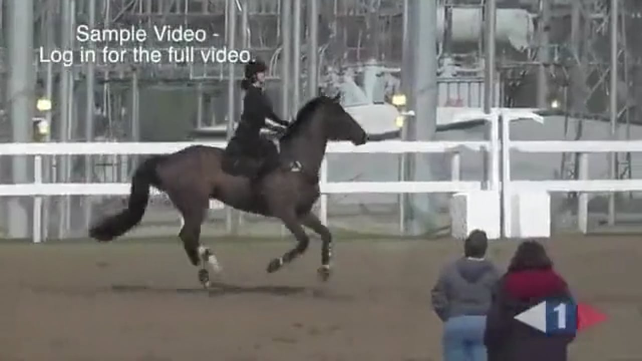 Riding Forward Between The Jumps | Sir Mark Todd | TRAILER 01