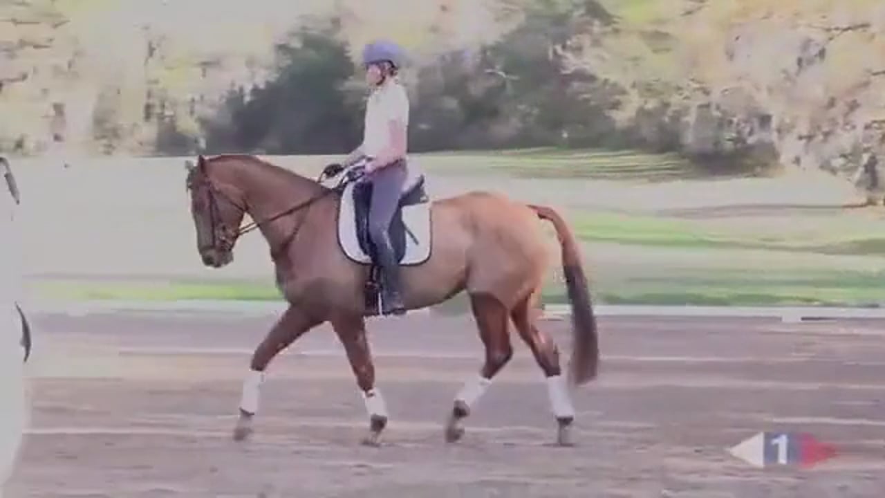 Dressage - Trailer