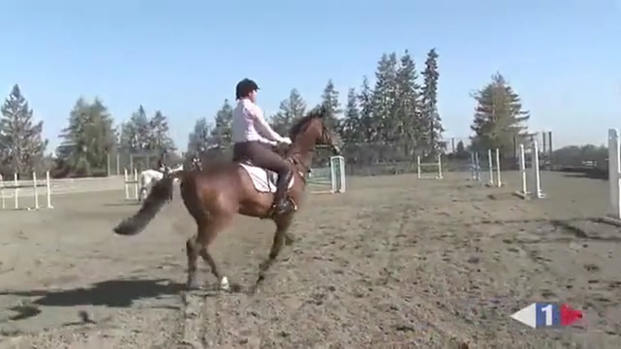 Does Your Horse Look For Their Fence? | David O'Connor | PART 04