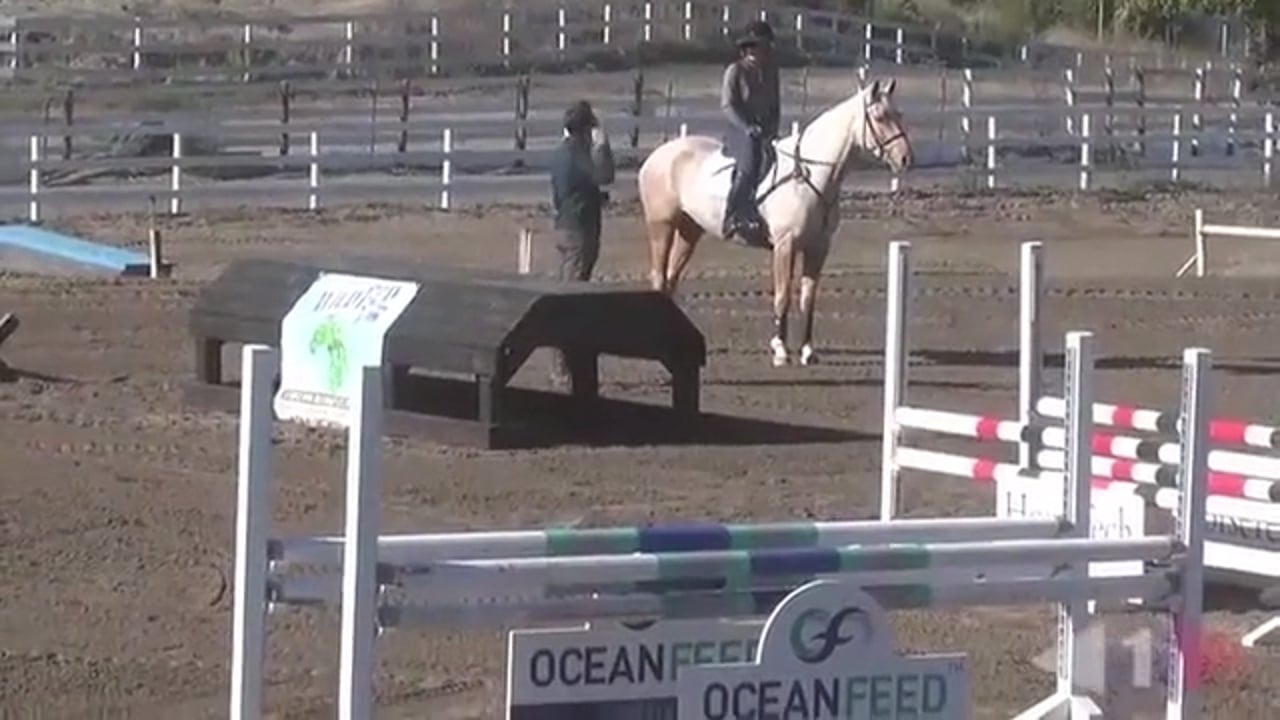 Trotting & Walking Fences | Will Coleman | PART 01