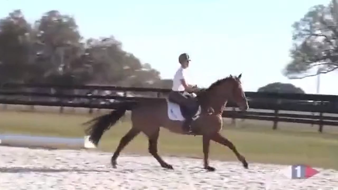 Stadium Jumping | David O'Connor & Sinead Halpin | TRAILER