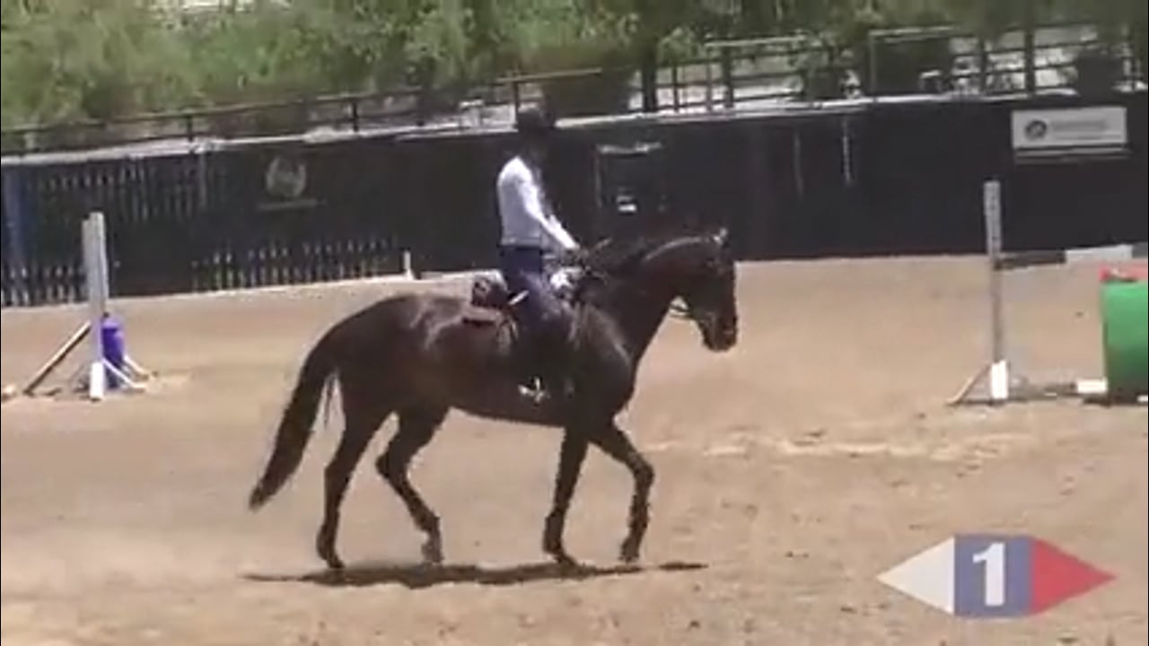 The Right Speed For Show Jumping | Susan Hutchison | PART 01