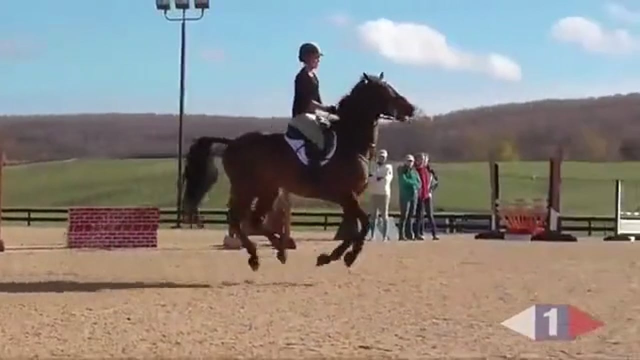 Trotting & Walking Fences Two Star Horses/Riders | William Fox-Pitt | TRAILER 02