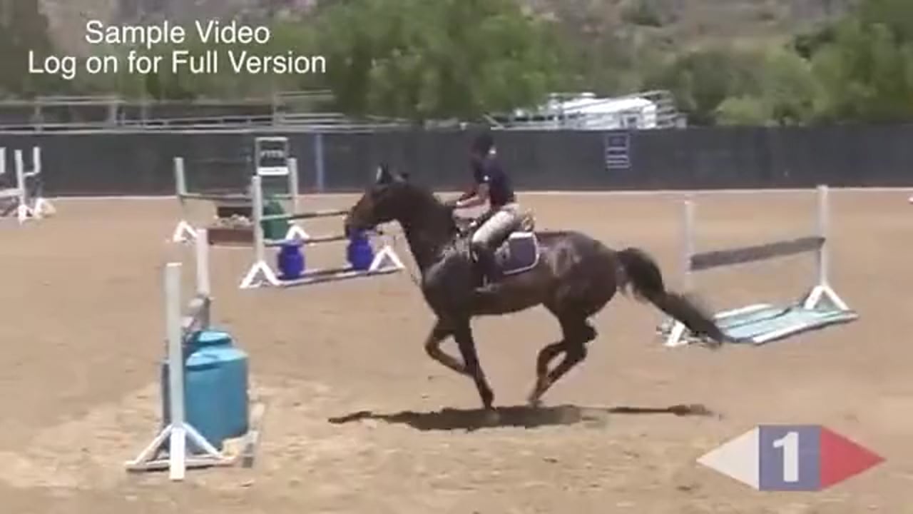 The Right Speed For Show Jumping | Susan Hutchison | TRAILER