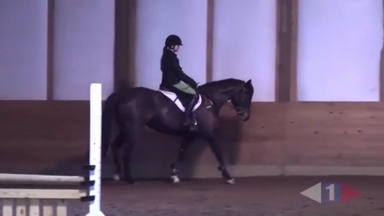 Stadium Exercises For Green Horses | Allison Springer | PART 01