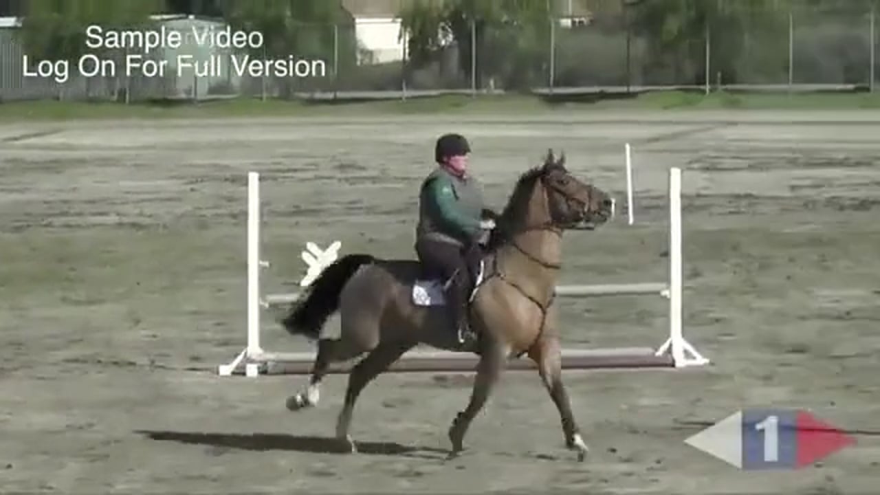 Improving The Jumping Technique Of The Horse - Trailer