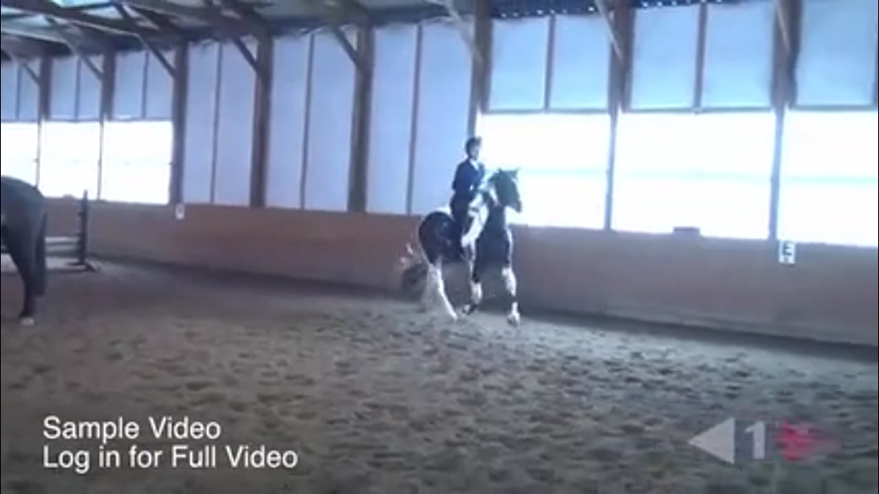 Stadium Exercises For Green Horses | Allison Springer | TRAILER 02