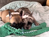 My personality & charateristics