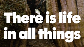 There is Life in All Things - Film