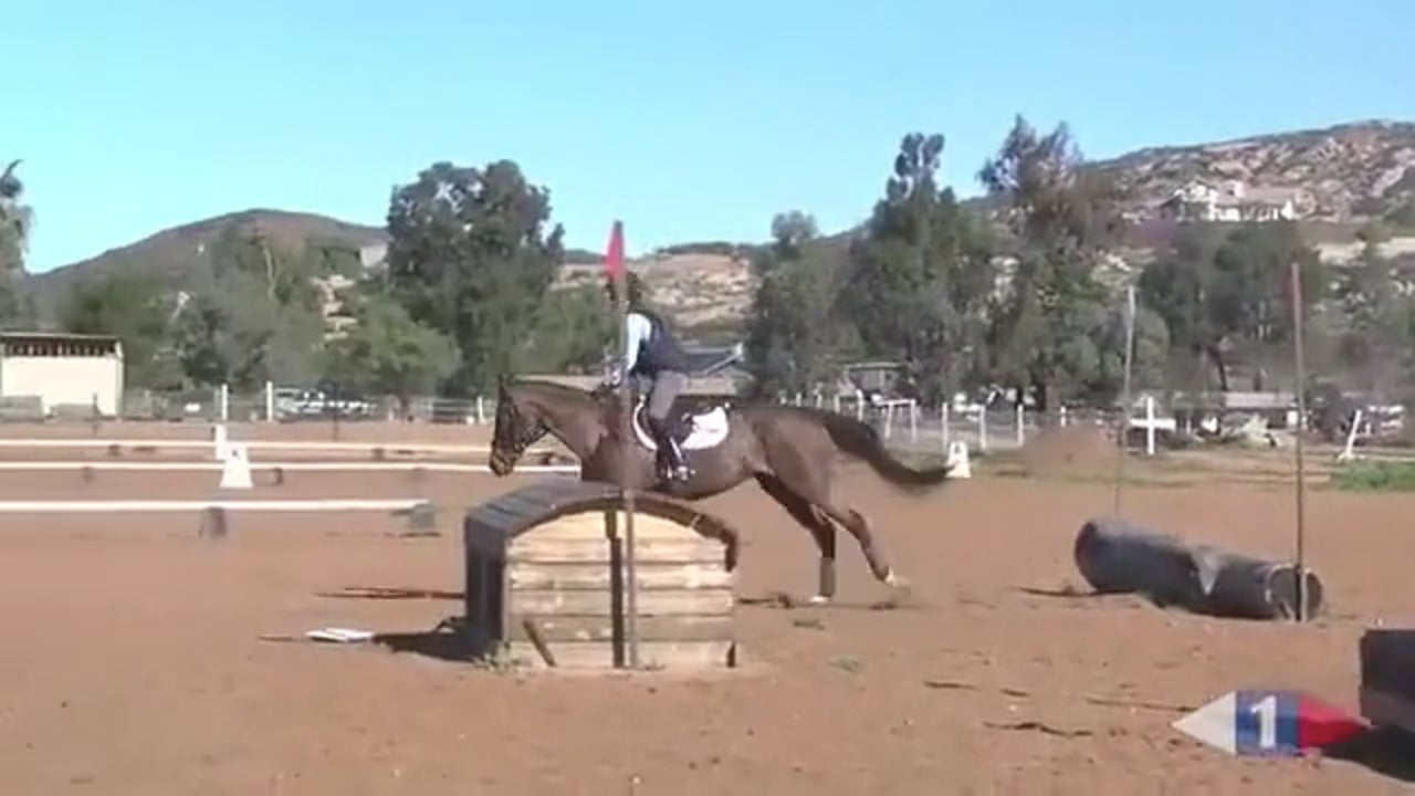 Creating contact with the experienced, strong horse - 2/11/12, FarmVet/USDF Adul