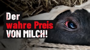 Neue Undercover-Recherche: Der wahre Preis von Milch