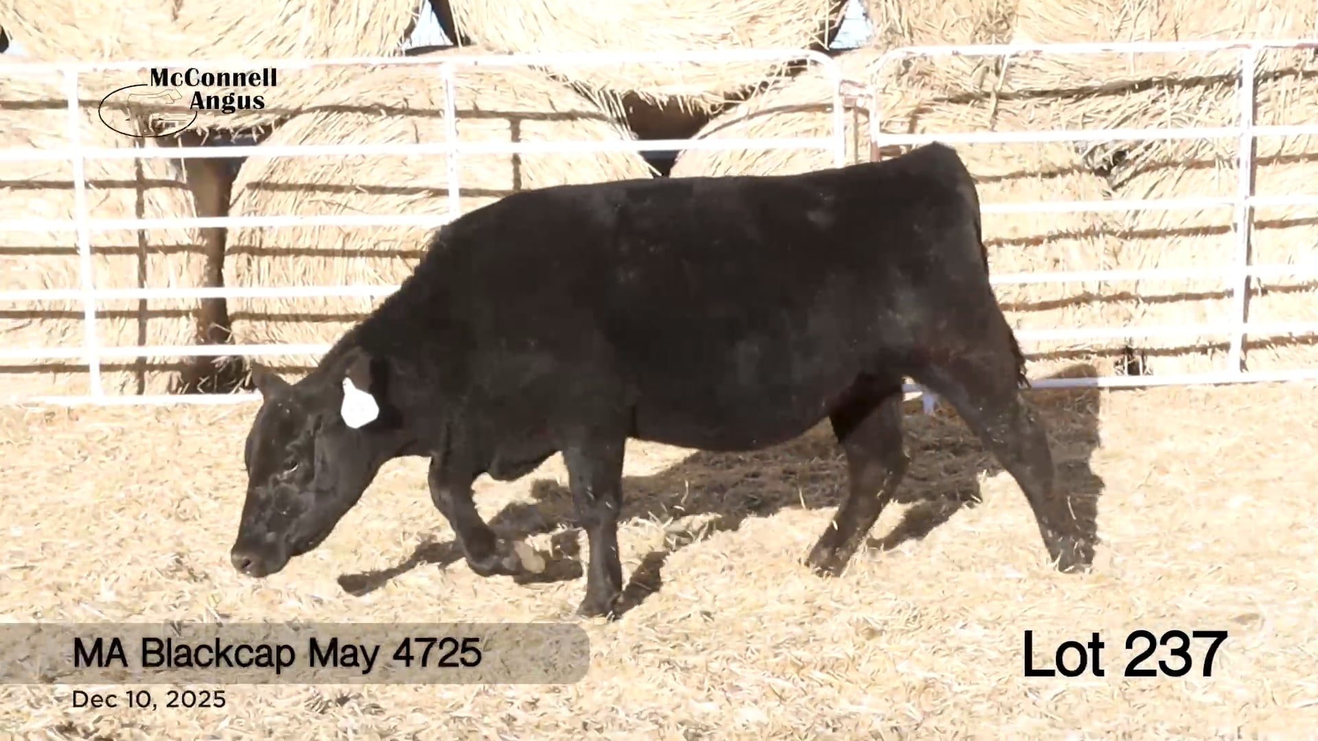 Lot 237 MA Blackcap May 4725