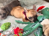 My personality & characteristics