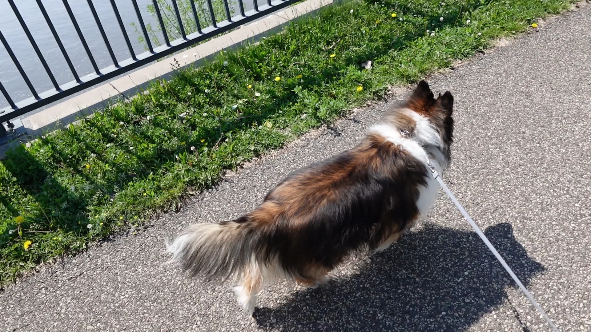 Walking Heidi on a Sunny Day