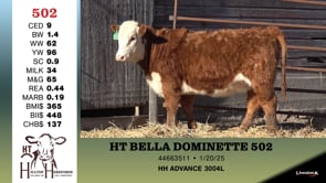 Lot #502 - HT BELLA DOMINETTE 502