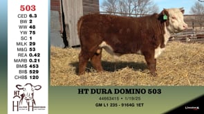 Lot #503 - HT DURA DOMINO 503