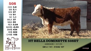 Lot #508 - HT BELLA DOMINETTE 508ET