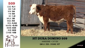 Lot #509 - HT DURA DOMINO 509