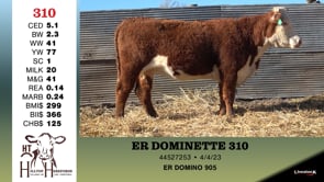 Lot #310 - ER DOMINETTE 310