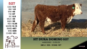 Lot #527 - HT DURA DOMINO 527