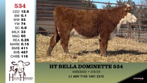 Lot #534 - HT BELLA DOMINETTE 534