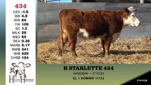 Lot #434 - R STARLETTE 434