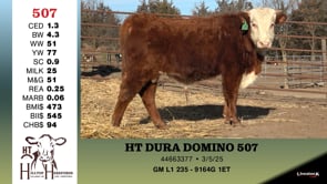 Lot #507 - HT DURA DOMINO 507