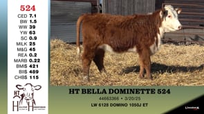 Lot #524 - HT BELLA DOMINETTE 524
