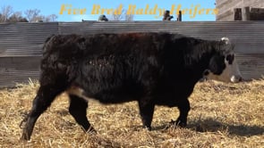 Lot #Comm Heifers - Baldy Heifers