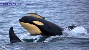 Orcas Are Wearing WHAT?!