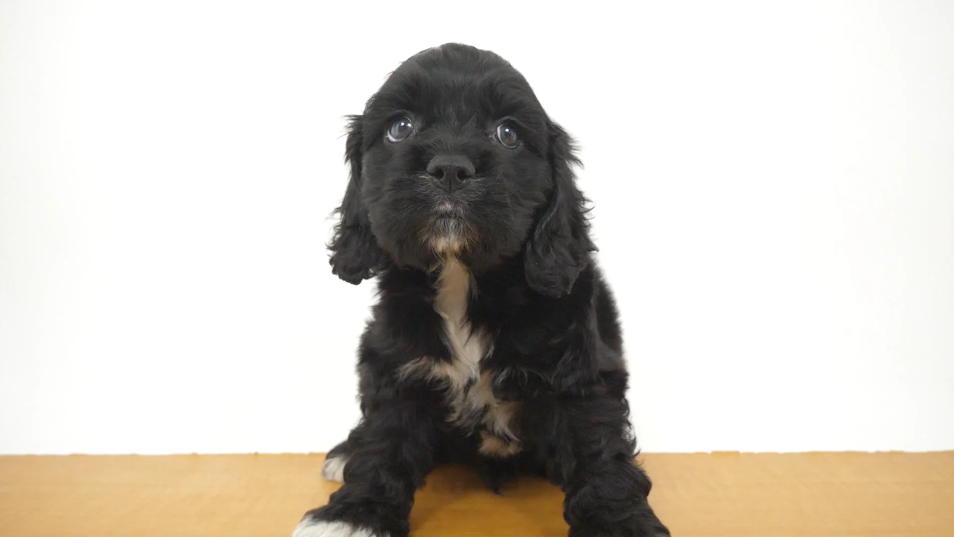 アメリカン・コッカー・スパニエル ブラック＆ホワイト 男の子 ウエル