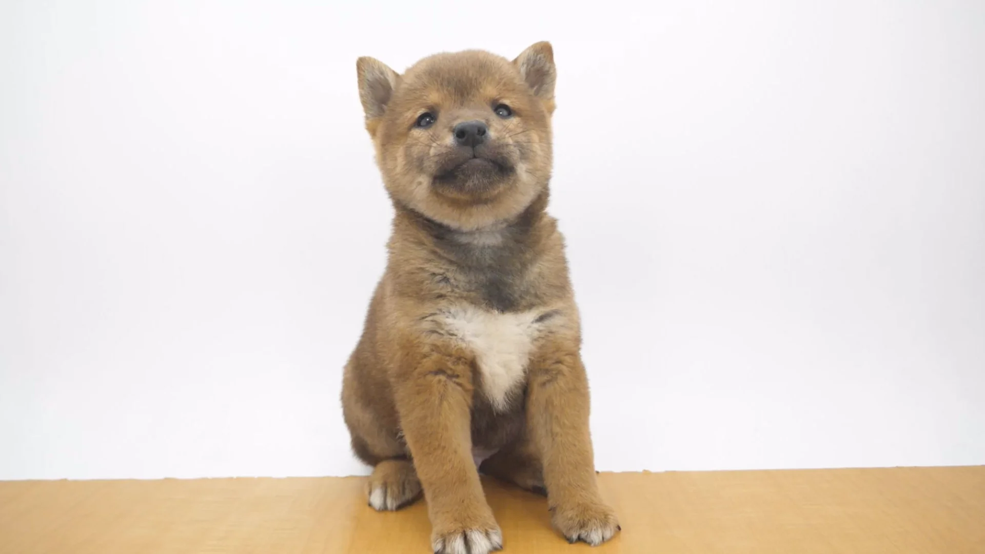 柴犬 赤 男の子 ウエルケアセンター 2026010743902 ｜ペットショップの