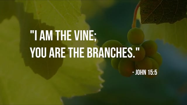 the vine