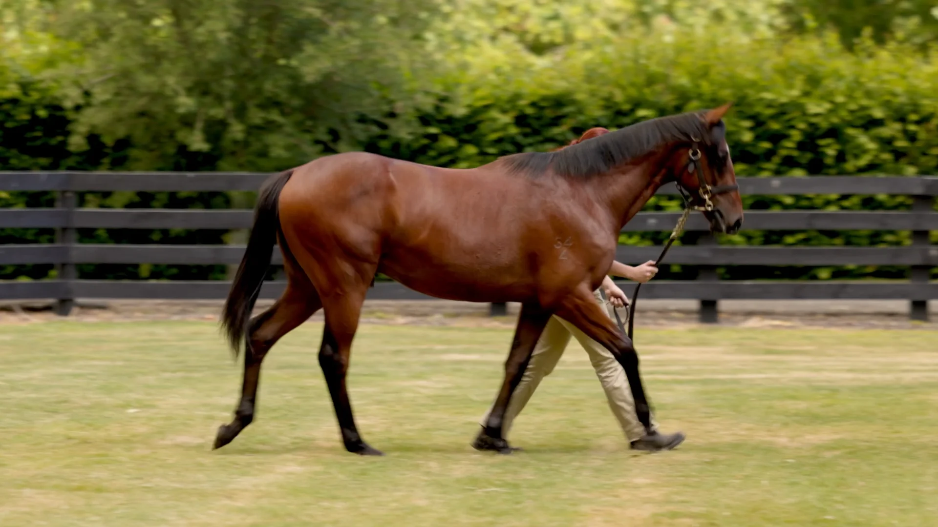 Karaka 2026 - Book 1 | New Zealand Bloodstock | Thoroughbred