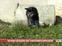 Vive a Pedaso il cane highlander: "Dolce" lo scorso dicembre ha compiuto 20 anni