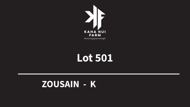 Lot 501