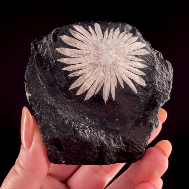Chrysanthemum Stone | Yonghe Sepiolite Mine, Yonghe, Liuyang City ...