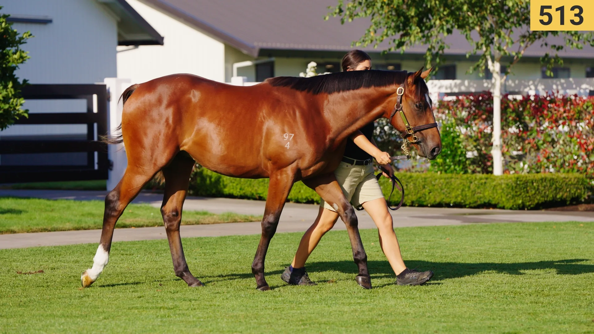 Karaka 2026 - Book 1 | New Zealand Bloodstock | Thoroughbred