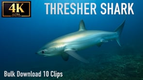 Thresher Shark - Bulk Download Package 10 Clips 