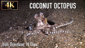 Coconut Octopus - Bulk Download Package 10 Clips