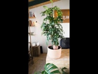 limpiar hojas con make up