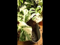 Sustrato para Monsteras