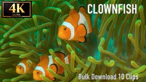 Clownfish - Bulk Download Package 10 Clips 