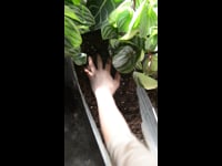 Sustrato para Plantas de Interior