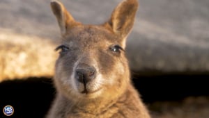 Loose Kangaroos In SC